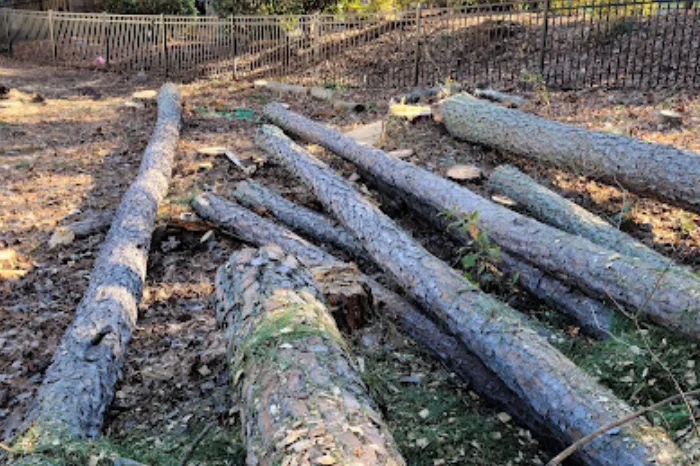 Tree Removal