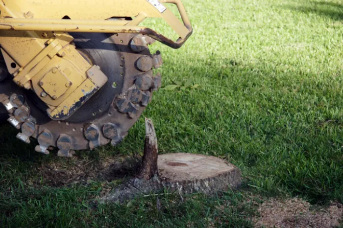 Tree Stump Removal