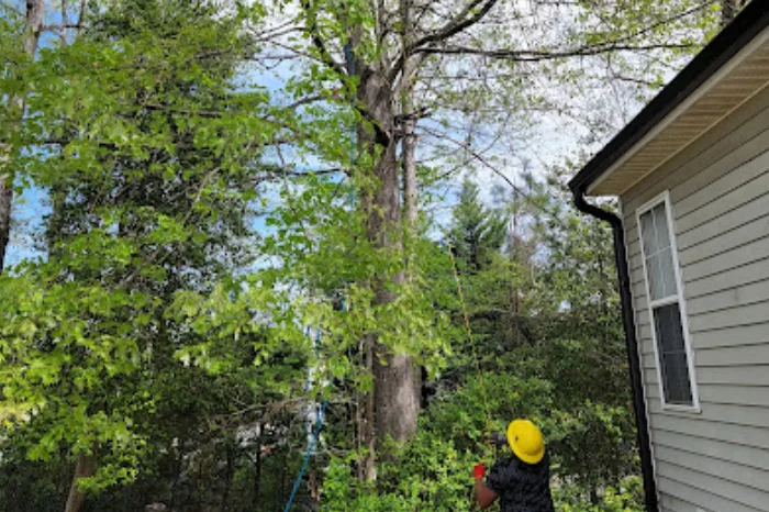 Tree Trimming