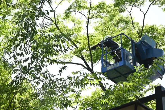 How Tree Trimming Prevents Damage to Your Property in Clayton, NC