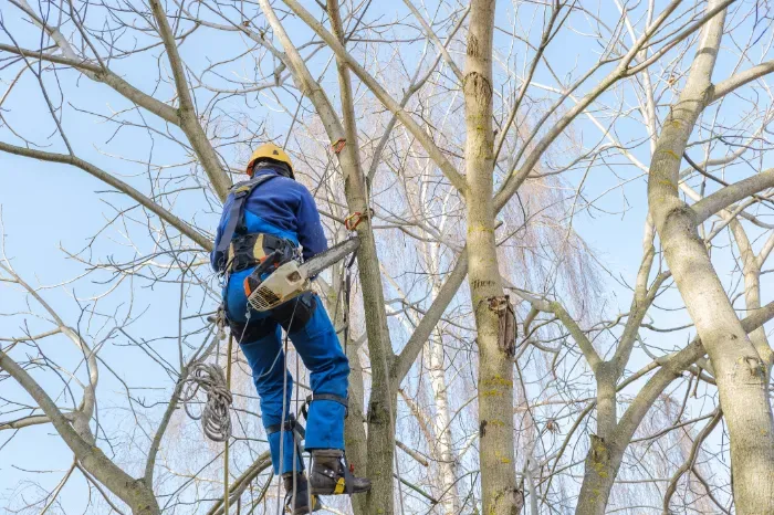 The Benefits of Regular Tree Trimming for Tree Health in Clayton, NC