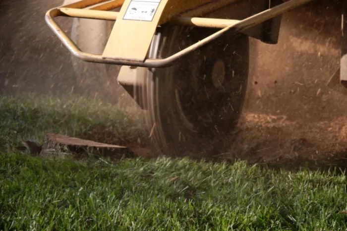 The Safety Benefits of Professional Stump Grinding Services in Clayton, NC
