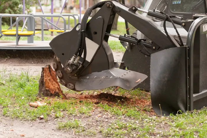 Why Stump Grinding Prevents Pest Infestations Around Your Home in Clayton, NC