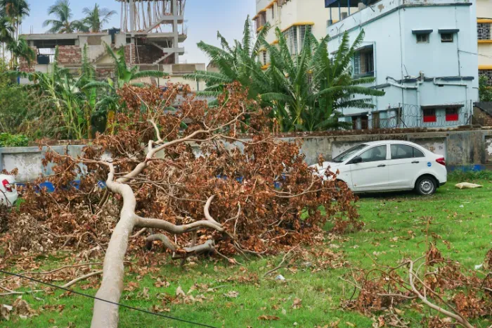 Why Tree Removal Is Necessary for Property Safety in Clayton, NC